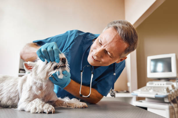 Best Emergency Dental Care for Broken or Chipped Teeth in Tennessee Ridge, TN